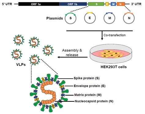 vlp|Virus